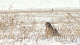 Video of Common Buzzard - Common Buzzard is hunting in the winter